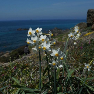 Narcissus tazetta